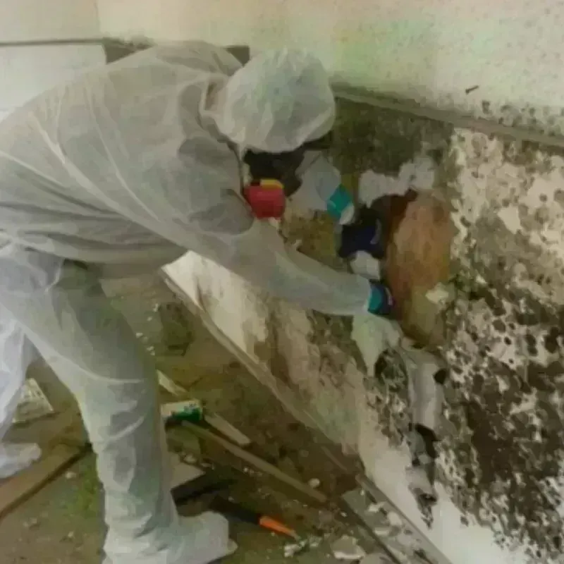 Mold Remediation and Removal in Aransas County, TX